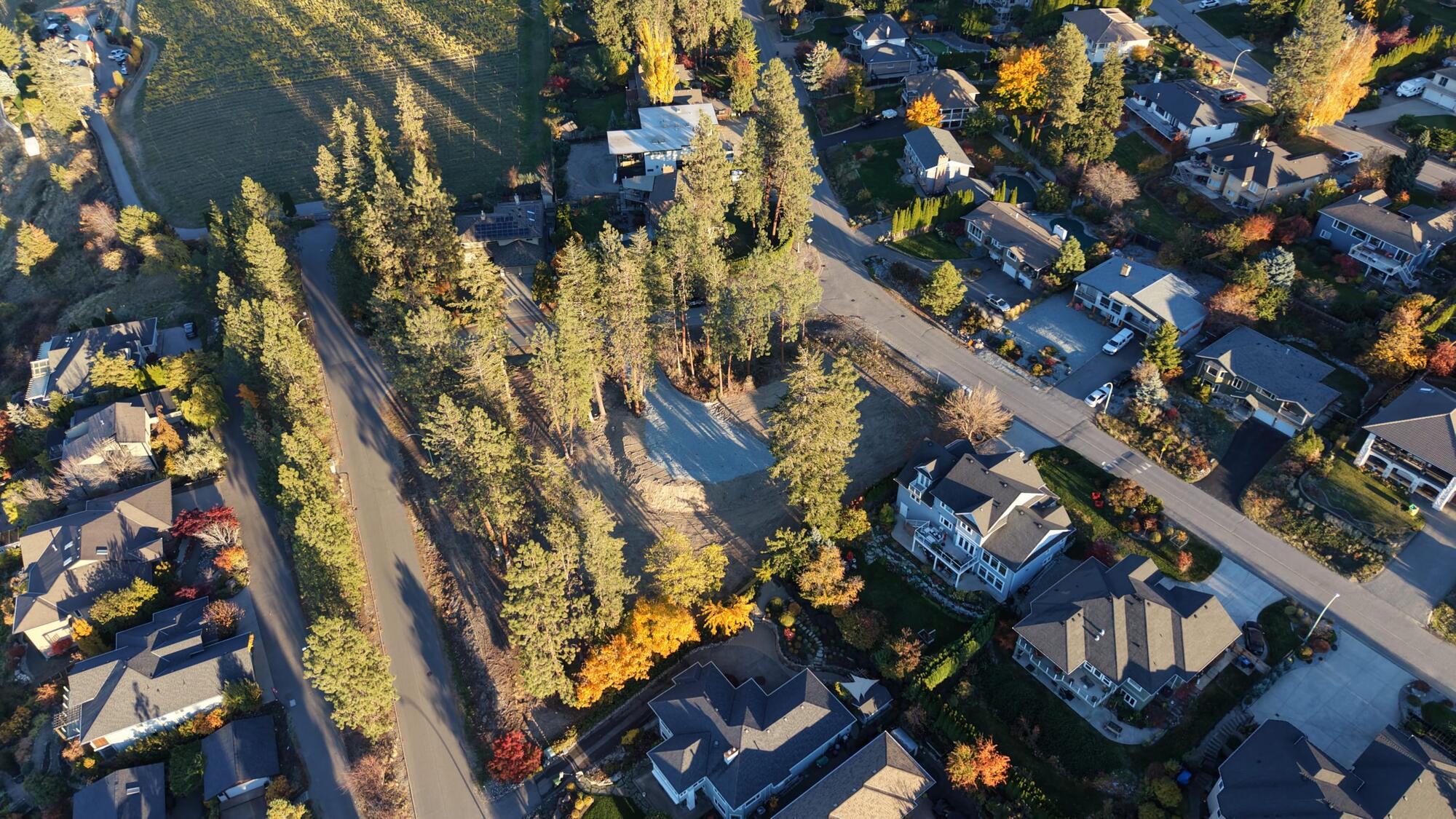 Overhead aerial view of the cleared lot and its pines, framed by neighbouring homes and streets
